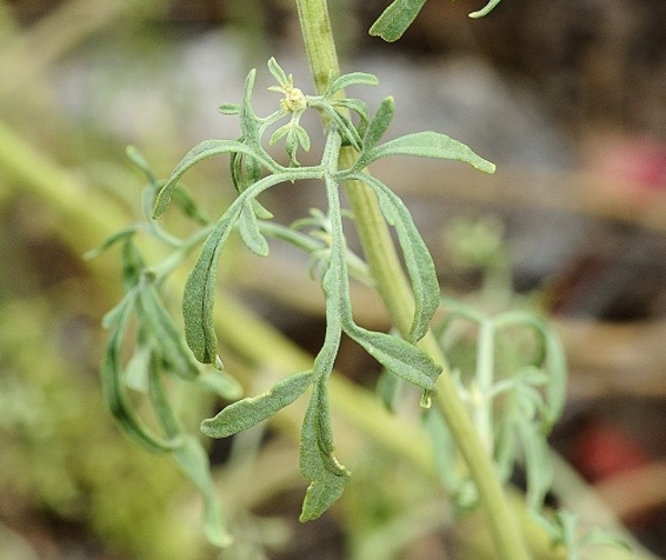 Hymenothrix wislizeni leaf