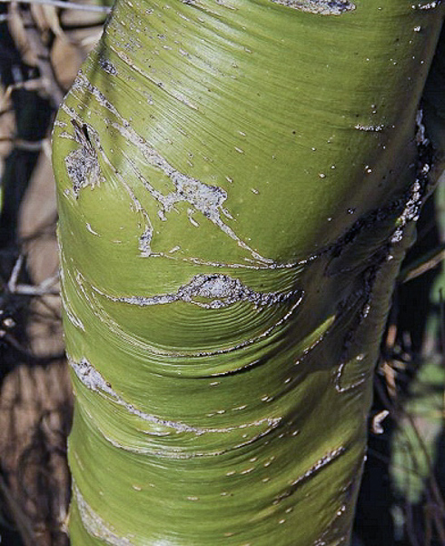 bark showing photosynthesis