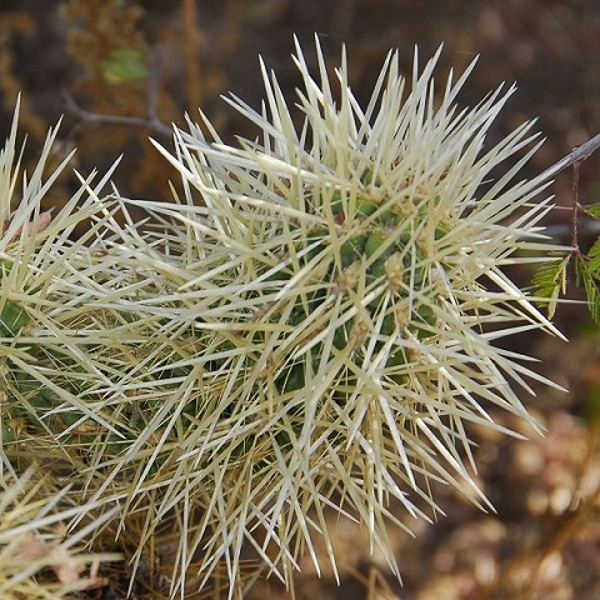 stem and spines