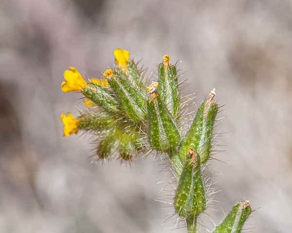 flowers with hairs