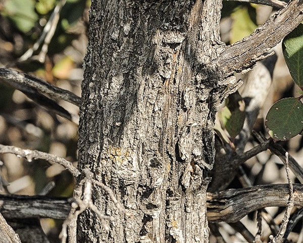 Arbutus arizonica bark