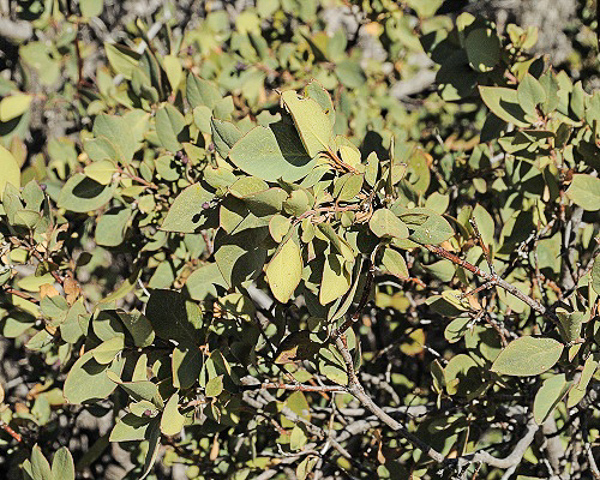 Arbutus arizonica branches