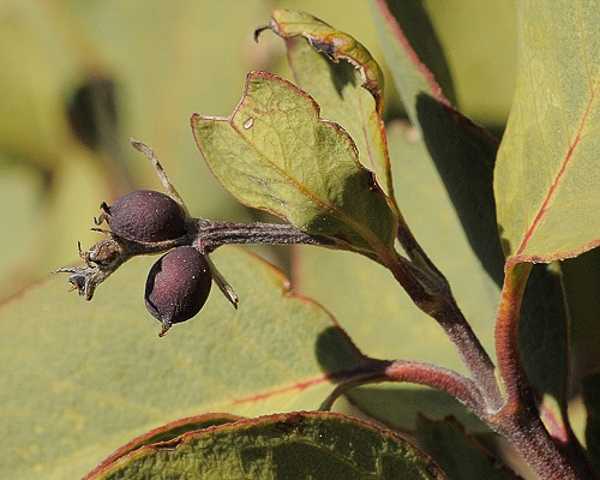 Arbutus arizonica fruit