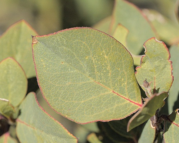 Arbutus arizonica leaf