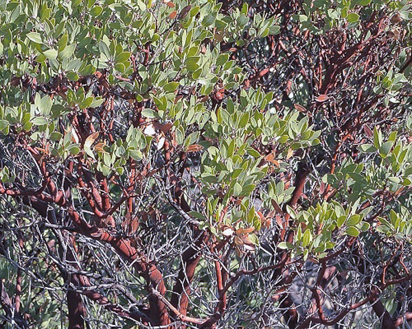 Arctostaphylos pungens branches