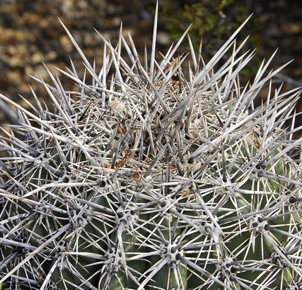 spines
