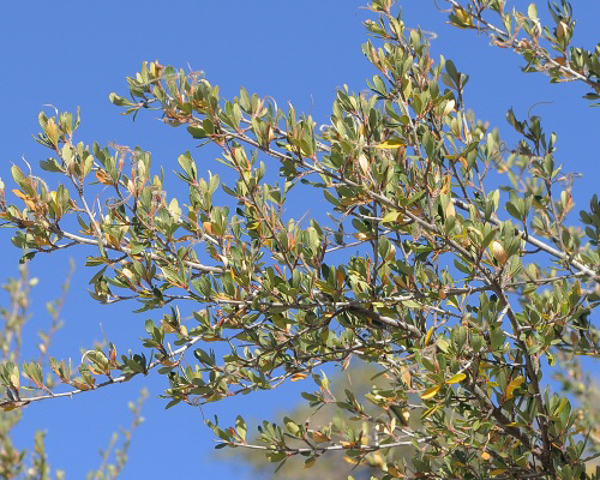Cercocarpus montanus branches