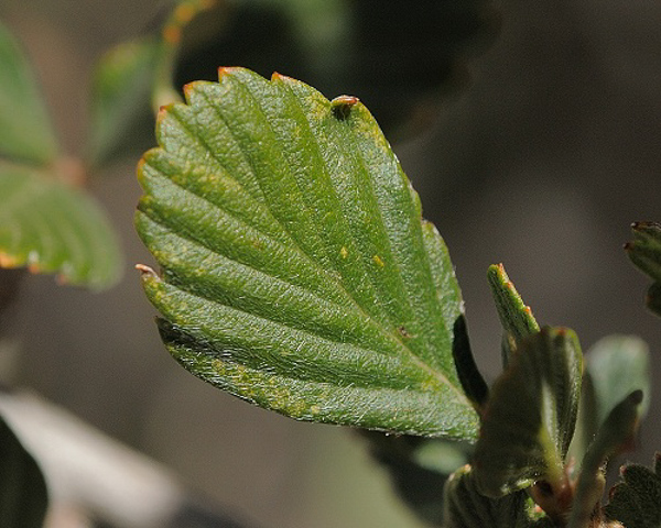 Cercocarpus montanus leaf veins