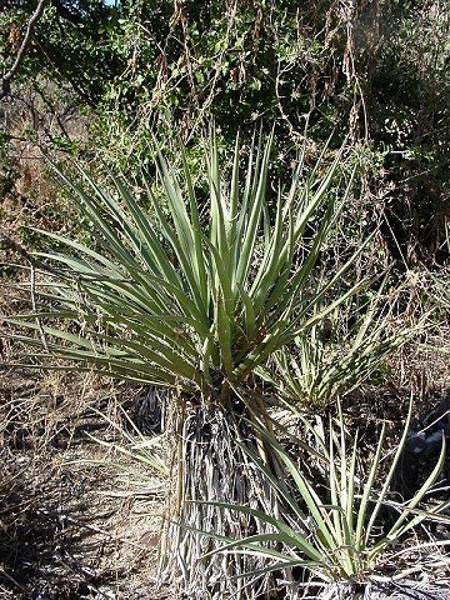 Yucca schottii