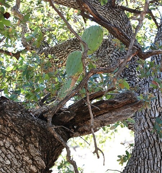 growing in a tree