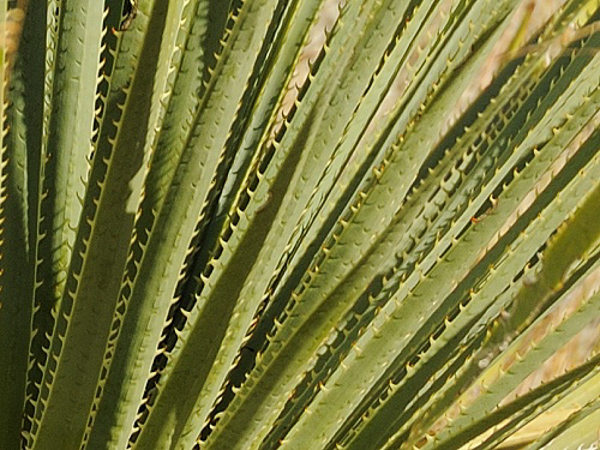 Dasylirion wheeleri leaves