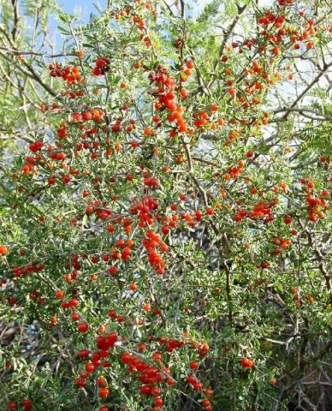 branches with fruit