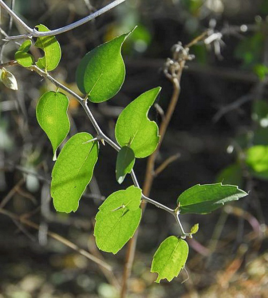 young leaves and spines