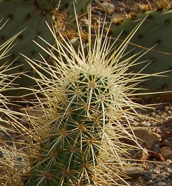 stem with spines