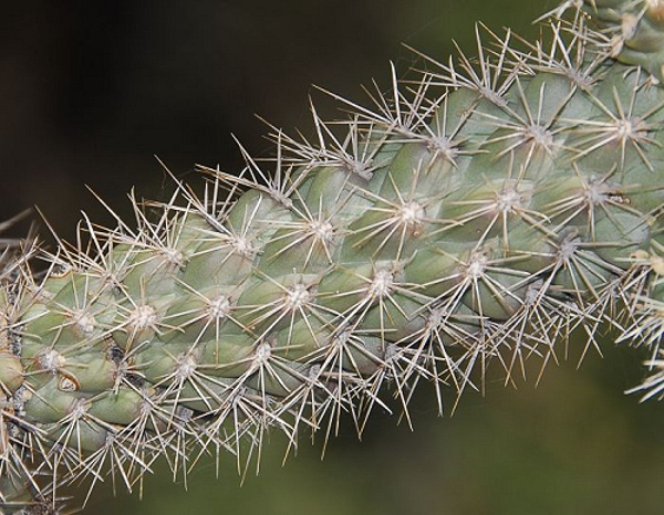 stem and spines