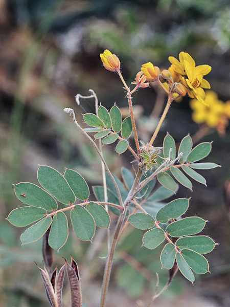 leaves and flowers