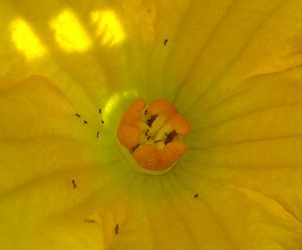 Male flower