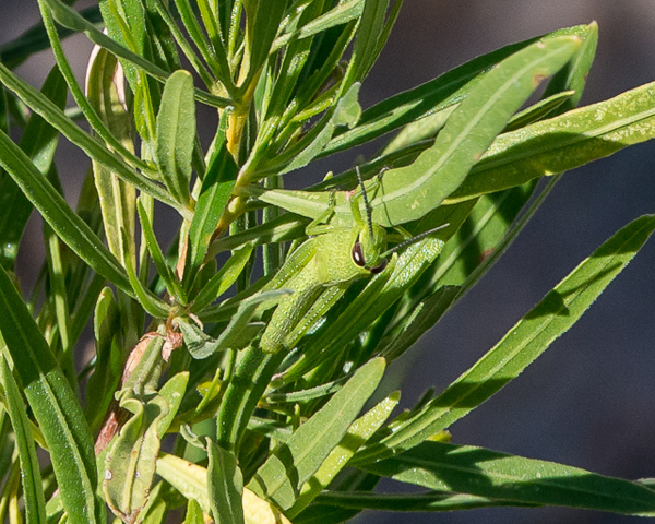 Dodonea viscosa with grasshopper