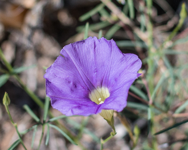 Ipomoea ternifolia flower