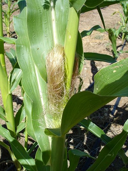 Corn male flower