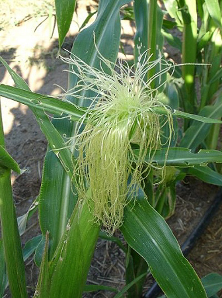 Corn female flower